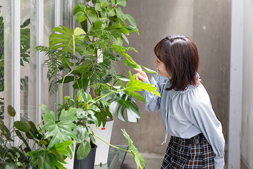 観葉植物